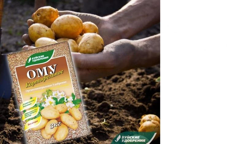 Как выбрать удобрение для картофеля: советы опытных садоводов