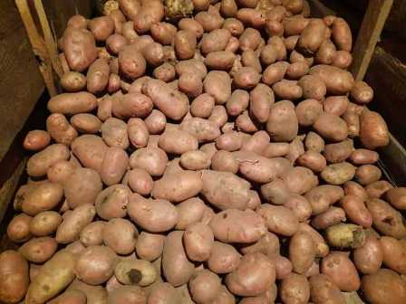 Как выбрать удобрение для картофеля: советы профессионалов