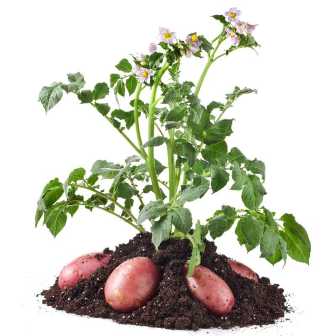 Как выбрать удобрение для картошки: секреты отличного урожая