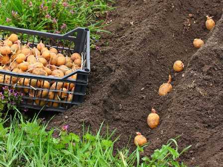 Как выбрать удобрение для картошки: советы опытных садоводов.