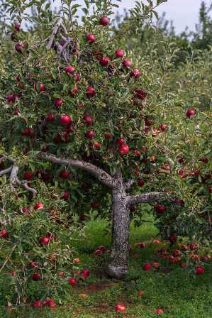 Как выбрать удобрение для плодовых деревьев: советы опытных садоводов