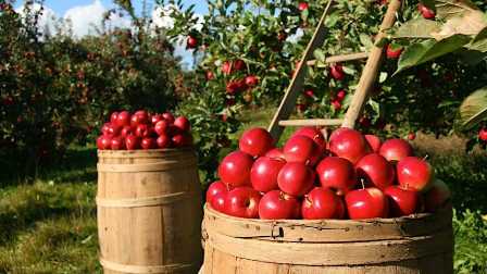 Как выбрать удобрение для плодовых деревьев: советы садоводов