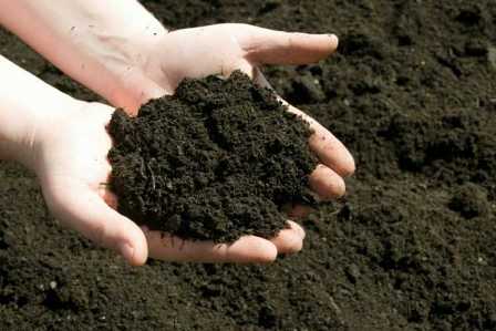 Какая почва лучше подходит для вашего сада