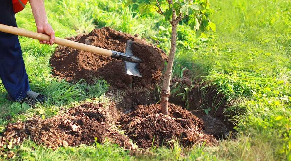 Какая почва лучше всего подходит для плодовых деревьев