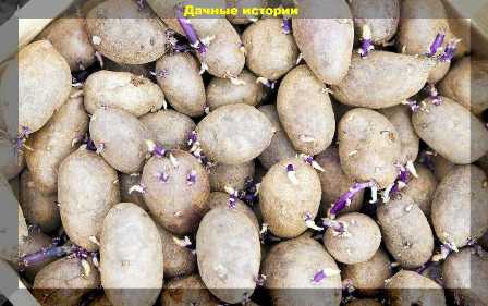Какая почва наиболее подходит для картошки: полезные советы садоводов