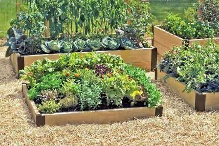 Какие почвы лучше использовать для сада: советы профессиональных садоводов