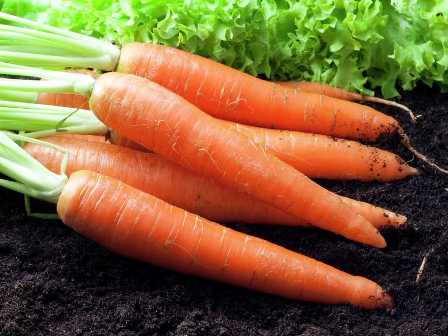 Какие удобрения использовать для моркови в условиях городского сада?