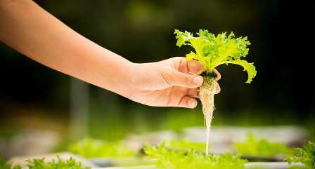 Какие удобрения необходимы для успешного роста овощных растений.