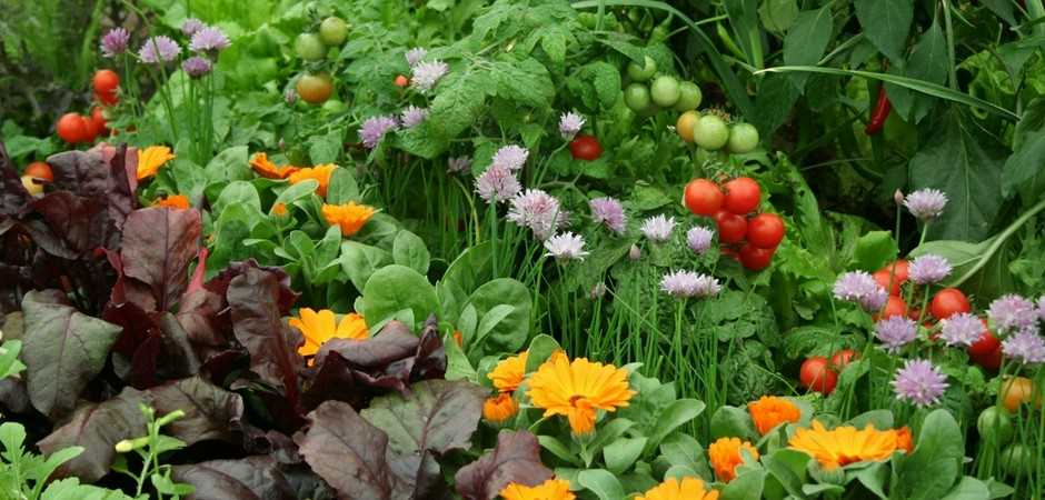 Какие удобрения нужны для здоровья и роста растений в саду