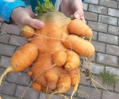 Какие удобрения подходят для моркови и как их применять.
