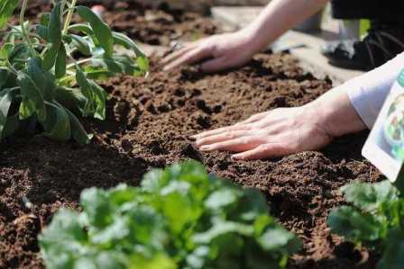 Какие удобрения подходят для снижения кислотности почвы в саду.