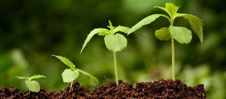 Какие удобрения выбрать для роста и развития растений