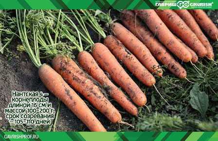 Лучшие удобрения для моркови: проверенные способы.