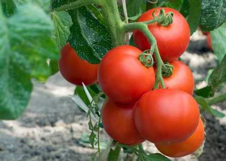 Лучшие удобрения для помидор: как получить сочные и вкусные плоды