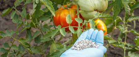 Методы применения удобрений для томатов: достижение оптимальных результатов