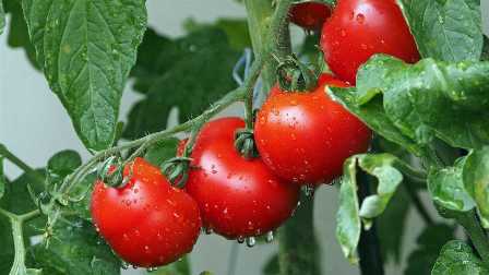 Методы применения удобрений для томатов: как достичь максимальных результатов