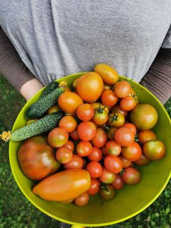 Оптимальные способы использования удобрений для томатов
