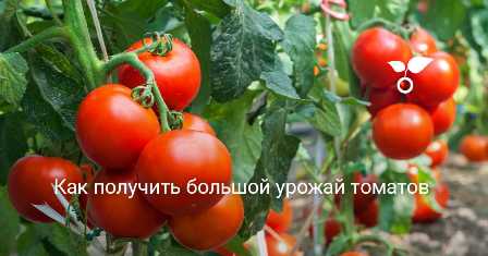 Оптимальные удобрения для томатов: как повысить урожайность и качество