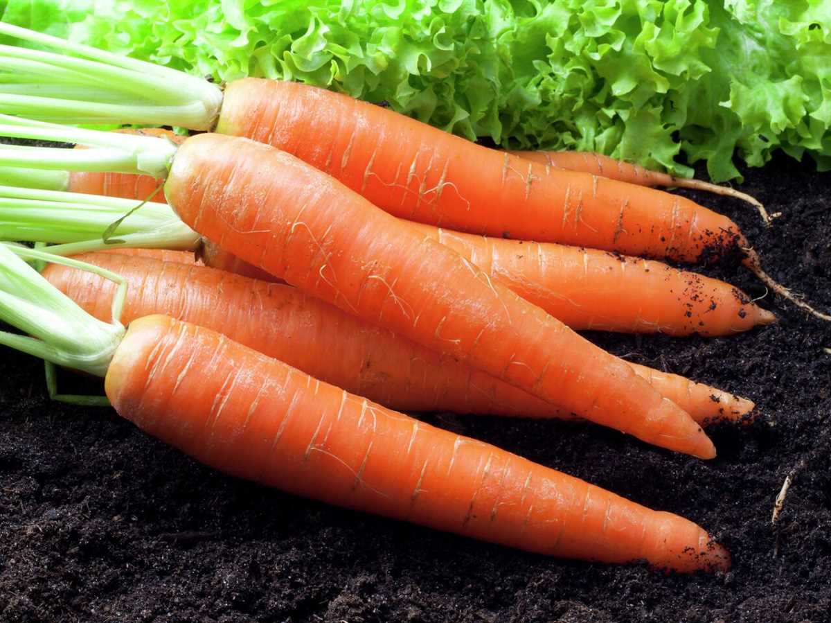 Оптимальное питание моркови: рекомендации по удобрениям.