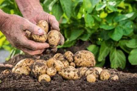 Основные рекомендации по удобрению картофеля