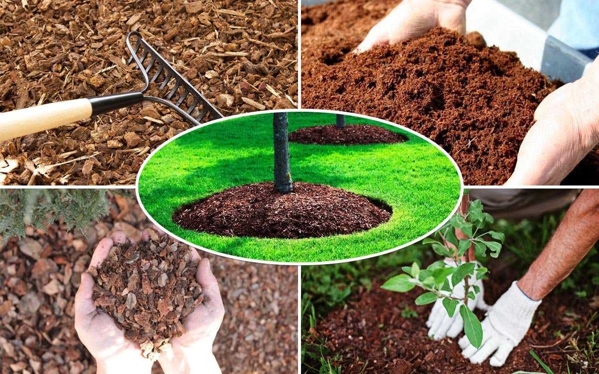 Отличная почва для сада: какие удобрения использовать
