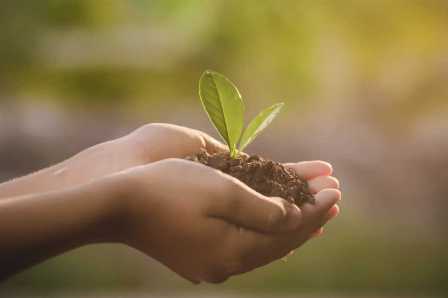 Почему важно удобрять садовую почву