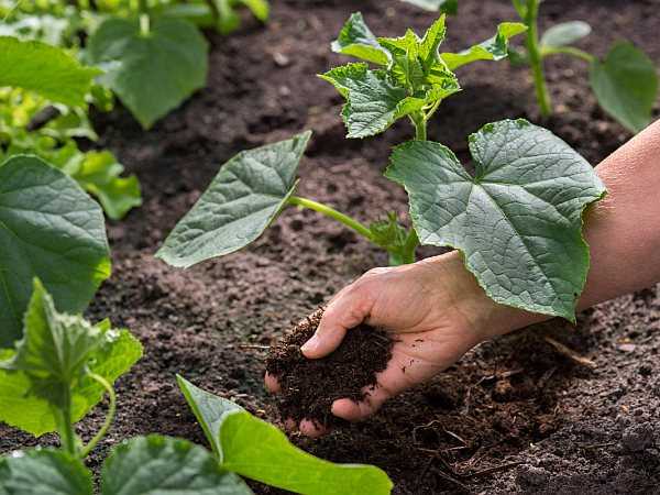 Почва для огурцов: как создать оптимальные условия для роста