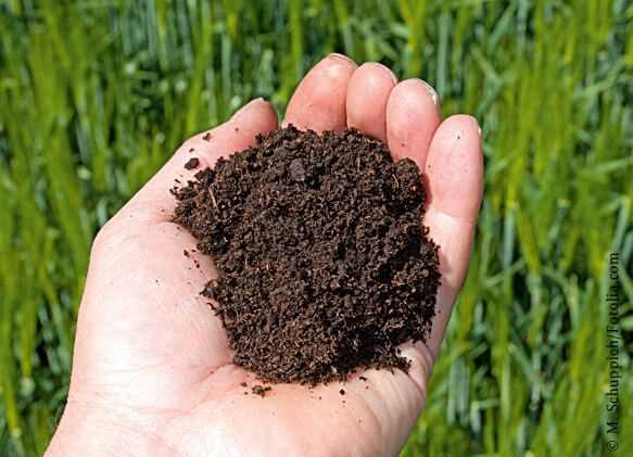 Почва для сада: как ее улучшить с помощью удобрений?