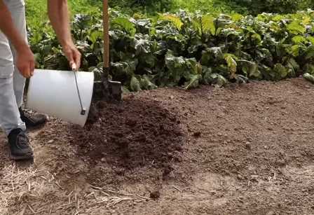 Почва для сада: как подготовить и использовать для лучшего развития растений
