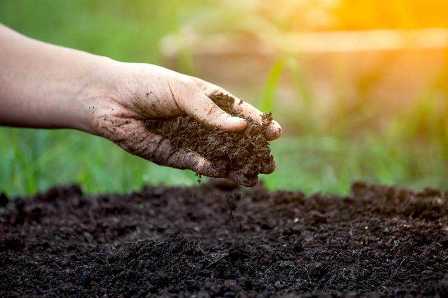 Почва для сада: как создать оптимальные условия для растений