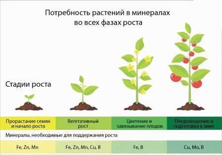 Почва для сада: как создать оптимальные условия для развития растений