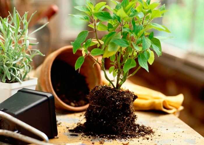 Почва для сада: советы по подготовке и улучшению.
