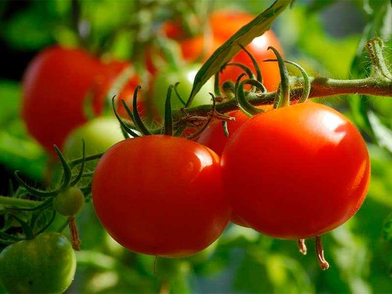 Почва для томатов: как обеспечить растения всем необходимым
