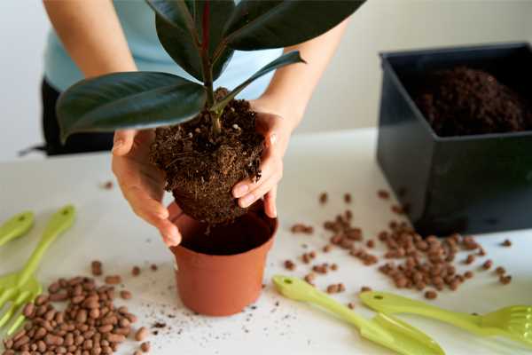 Подбор почвы для сада: как обеспечить растениям комфортные условия