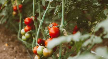 Секреты правильного применения удобрений для помидор.