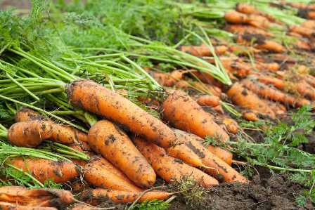 Секреты удобрений для моркови