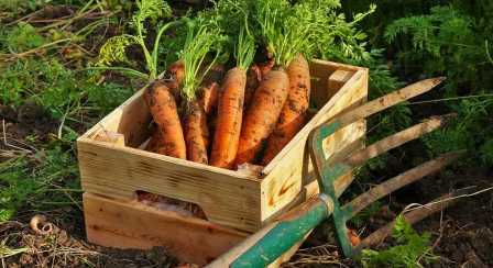 Секреты успешного урожая моркови: правильные удобрения.