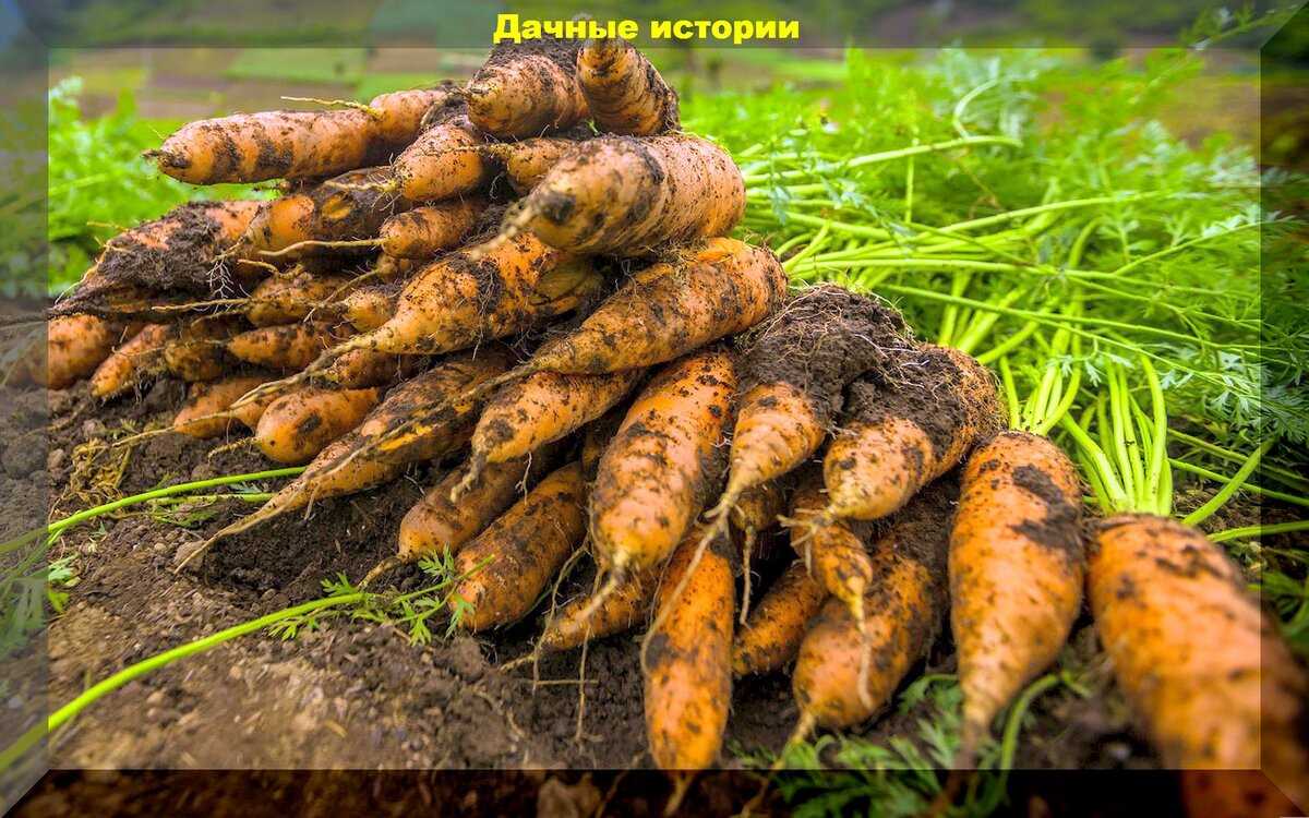 Секреты успешного выращивания моркови: влияние удобрений
