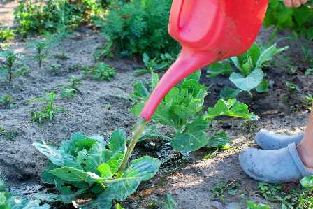 Секреты успешного выращивания ягодных кустов: выбор и применение удобрений