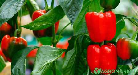 Топ-5 удобрений для перцев: как вырастить острые и ароматные плоды