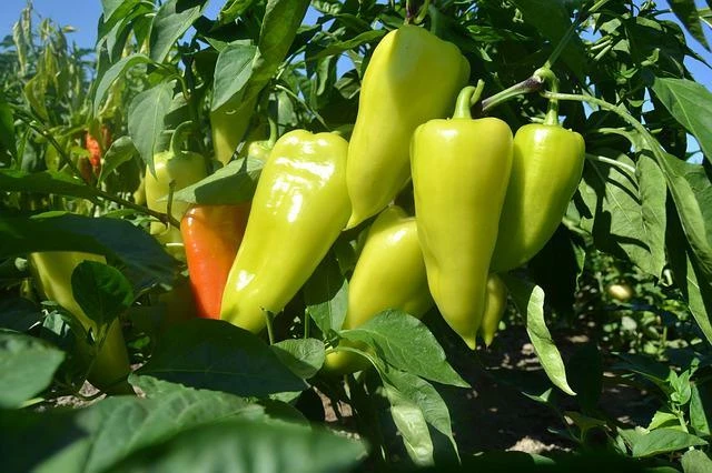 Топ-5 удобрений для перцев: как вырастить сочные и острые плоды