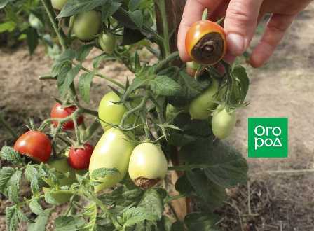 Топ-5 удобрений для томатов: как получить больше и вкуснее плодов