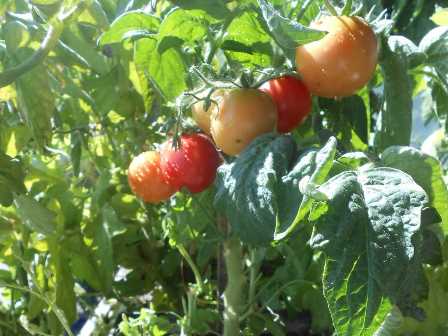 Топ-5 удобрений для томатов: как повысить урожайность и качество плодов