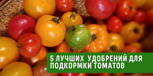 Топ-5 удобрений для томатов: как увеличить урожайность и качество плодов