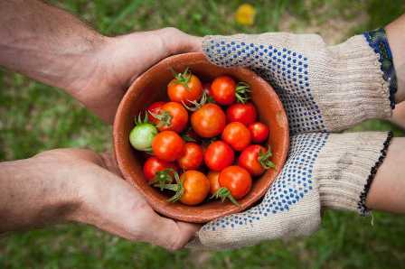 Топ-5 удобрений для томатов: секреты усиления роста и урожайности