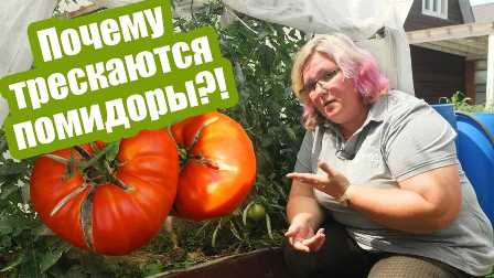 Топ-5 удобрений для томатов: секреты увеличения урожайности