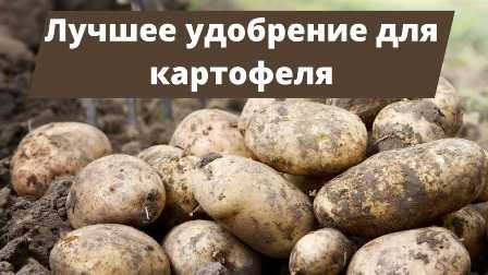 Удобрение для картошки: секреты пышного урожая