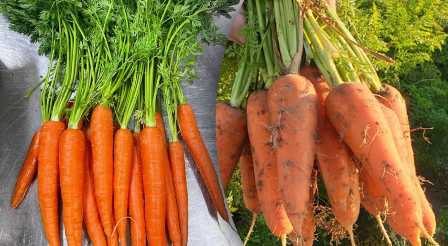 Удобрение для моркови: как правильно применять и получить большие корнеплоды