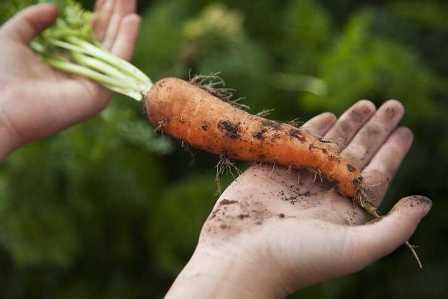 Удобрение для моркови: как правильно применять и получить сочные корнеплоды