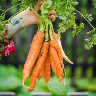 Удобрение для моркови: секреты использования и получение вкусных и крупных корнеплодов